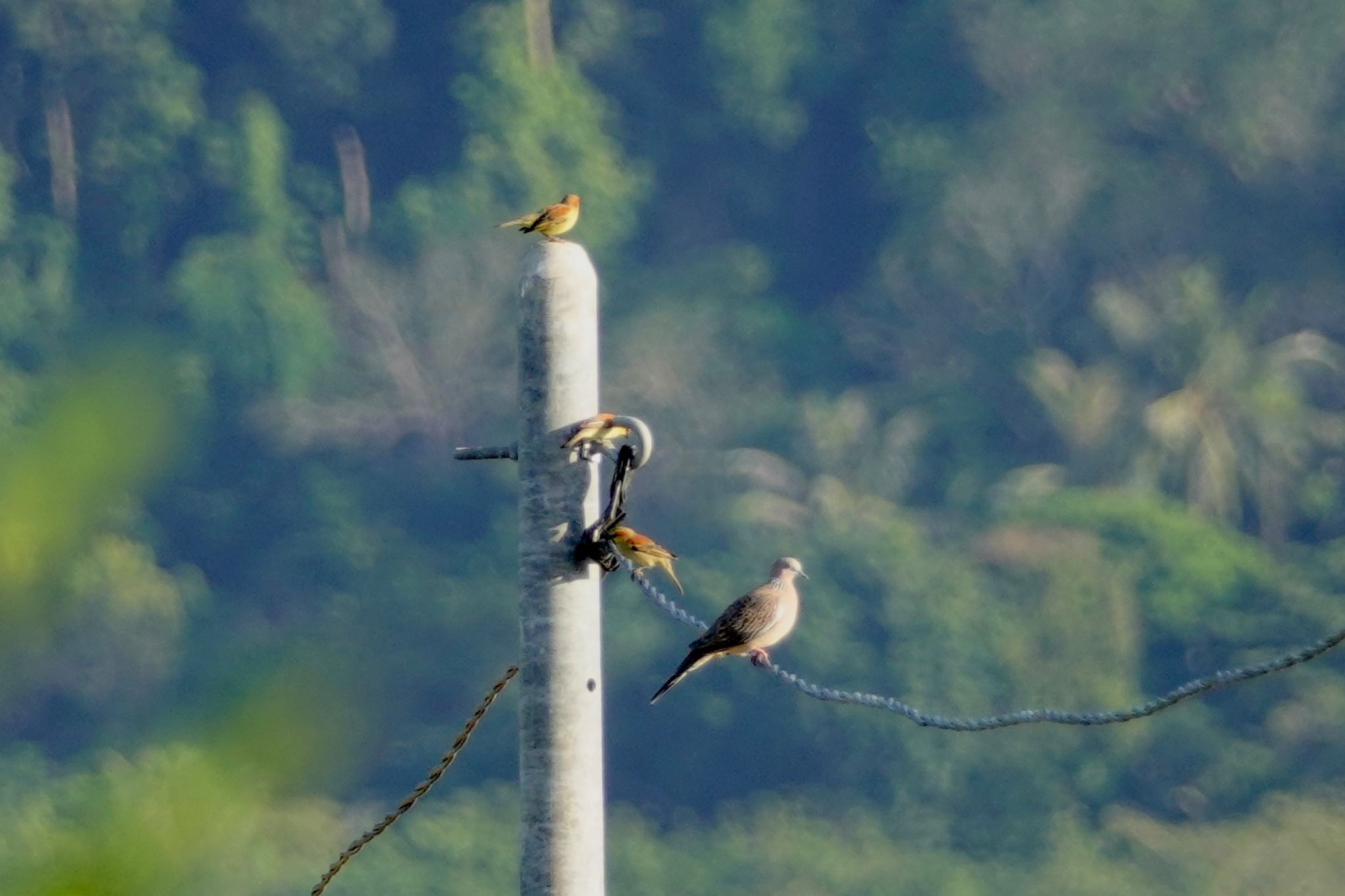 Plain-backed Sparrow