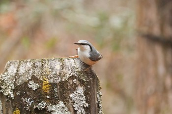 ゴジュウカラ 南アルプス邑野鳥公園 2019年12月7日(土)