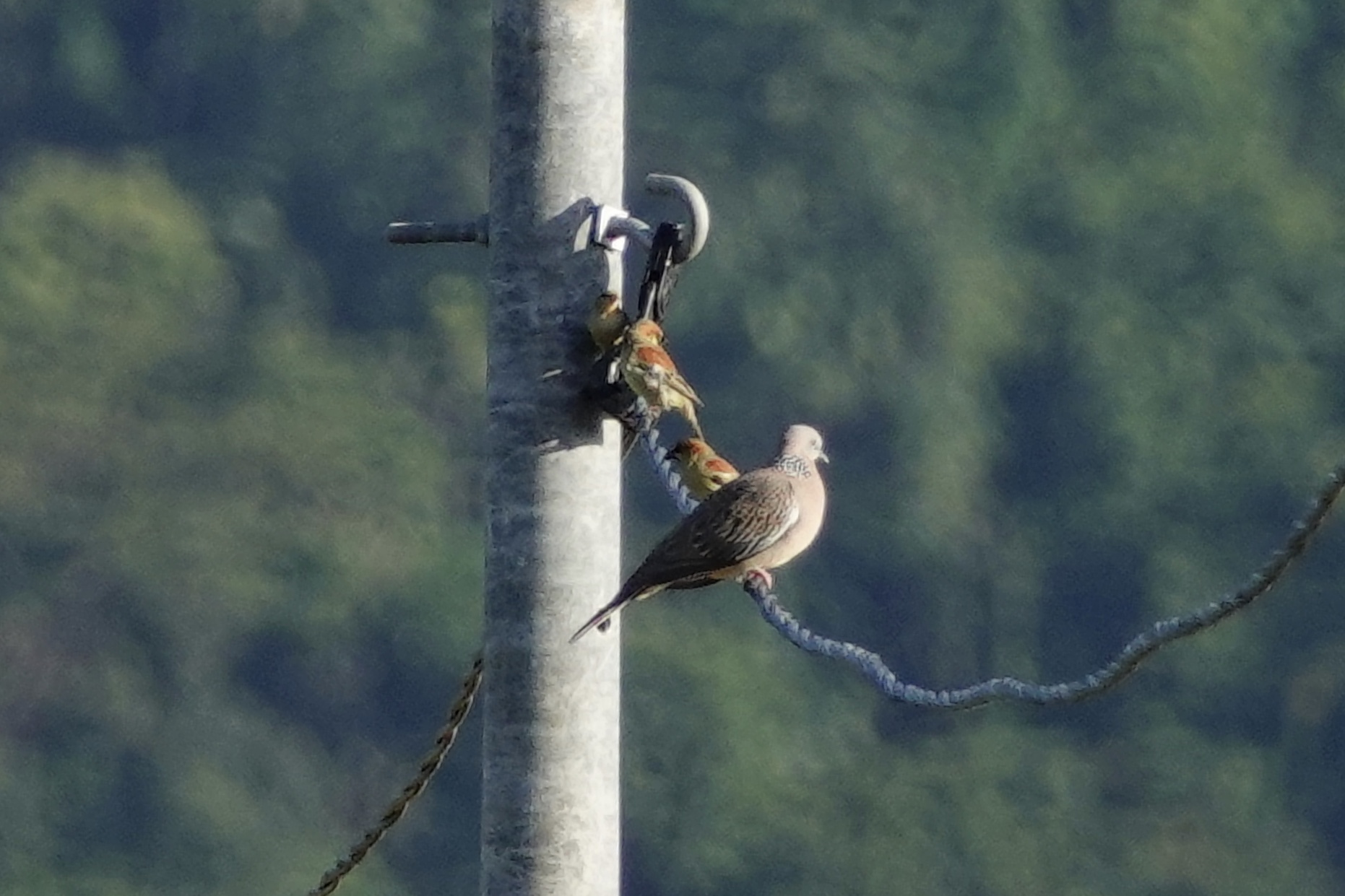 Plain-backed Sparrow