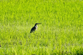 Javan Pond Heron Langkawi Island(General Area) Unknown Date