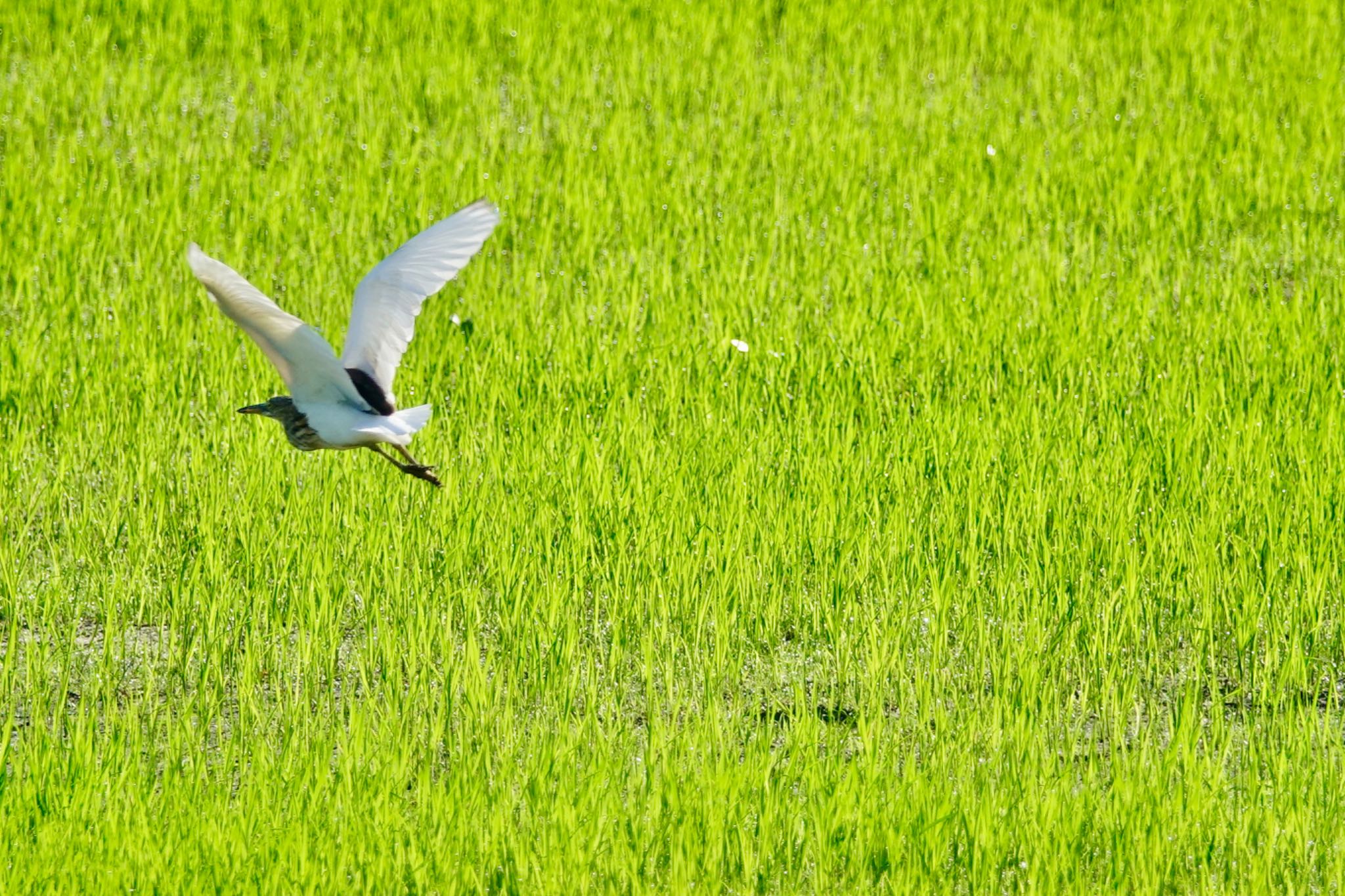 Chinese Pond Heron