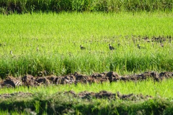 Pacific Golden Plover Langkawi Island(General Area) Sun, 11/24/2019