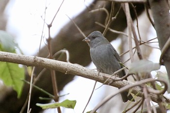 Grey Bunting 羽村堰(下流) Mon, 12/9/2019