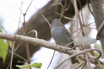 Grey Bunting 羽村堰(下流) Mon, 12/9/2019