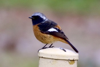 Daurian Redstart 羽村堰(下流) Mon, 12/9/2019