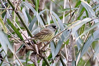 Masked Bunting 羽村堰(下流) Mon, 12/9/2019