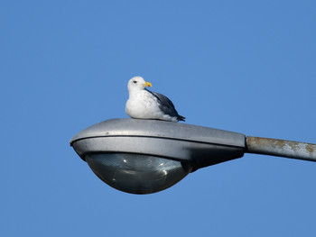 セグロカモメ 千葉03 2019年11月16日(土)