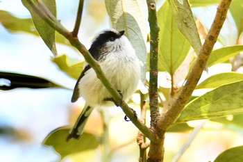 エナガ 舞岡公園 2019年12月9日(月)