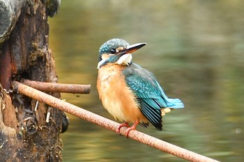 カワセミ 舞岡公園 2019年12月9日(月)