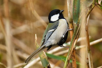 シジュウカラ 舞岡公園 2019年12月9日(月)