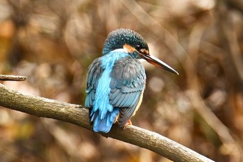 カワセミ 舞岡公園 2019年12月9日(月)