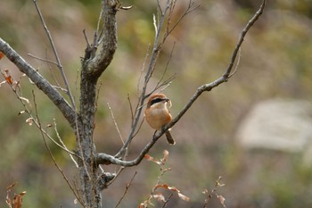 モズ 舞岡公園 2019年12月9日(月)