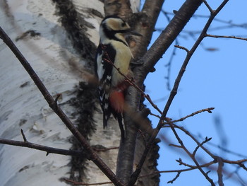 Great Spotted Woodpecker(japonicus) Makomanai Park Tue, 12/10/2019