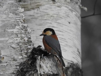 Varied Tit Makomanai Park Tue, 12/10/2019