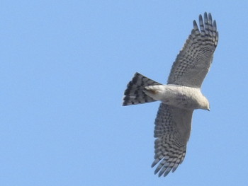Eurasian Sparrowhawk Makomanai Park Tue, 12/10/2019