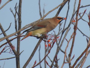 Japanese Waxwing Makomanai Park Tue, 12/10/2019