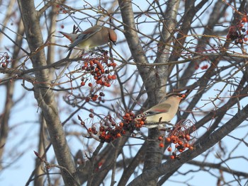 Japanese Waxwing Makomanai Park Tue, 12/10/2019