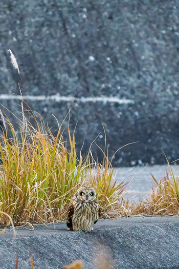 Short-eared Owl 山口県下関市 Sun, 12/8/2019