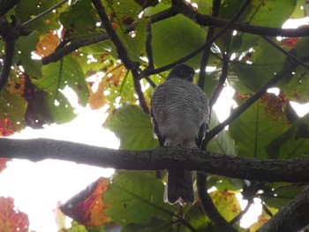 Japanese Sparrowhawk(iwasakii) Yoron Island Tue, 12/10/2019