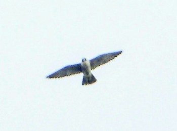 Peregrine Falcon 東浦和 Tue, 12/10/2019