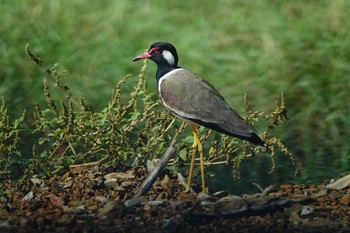 Red-wattled Lapwing Langkawi Island(General Area) Sun, 11/24/2019