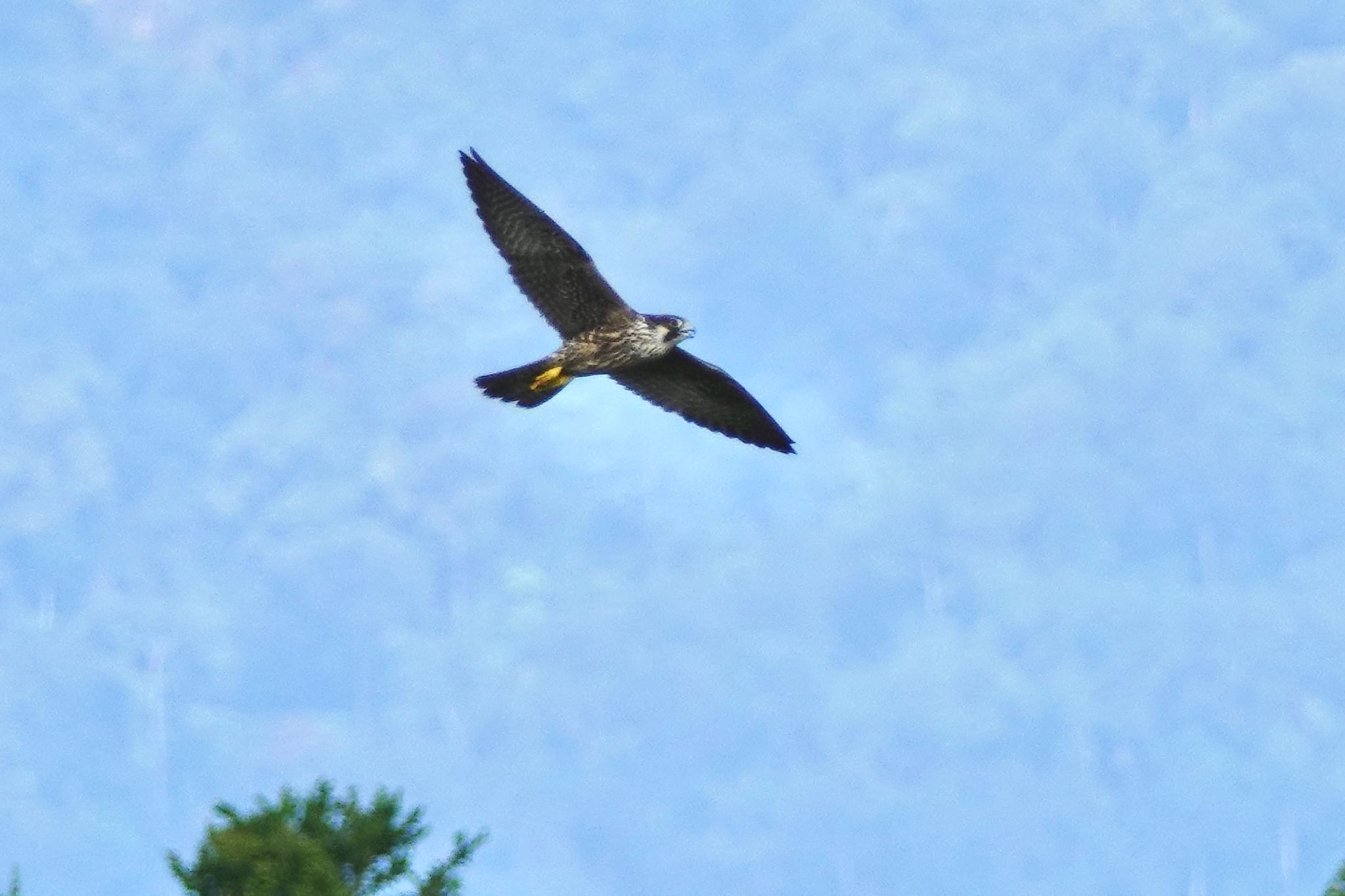 Peregrine Falcon