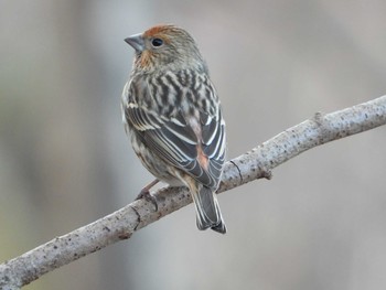 Pallas's Rosefinch Saitama Prefecture Forest Park Thu, 12/5/2019