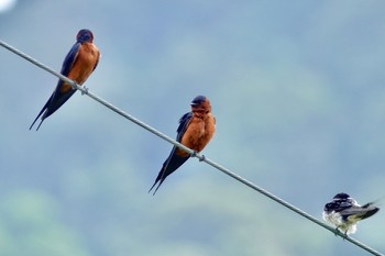 Rufous-bellied Swallow Langkawi Island(General Area) Sun, 11/24/2019