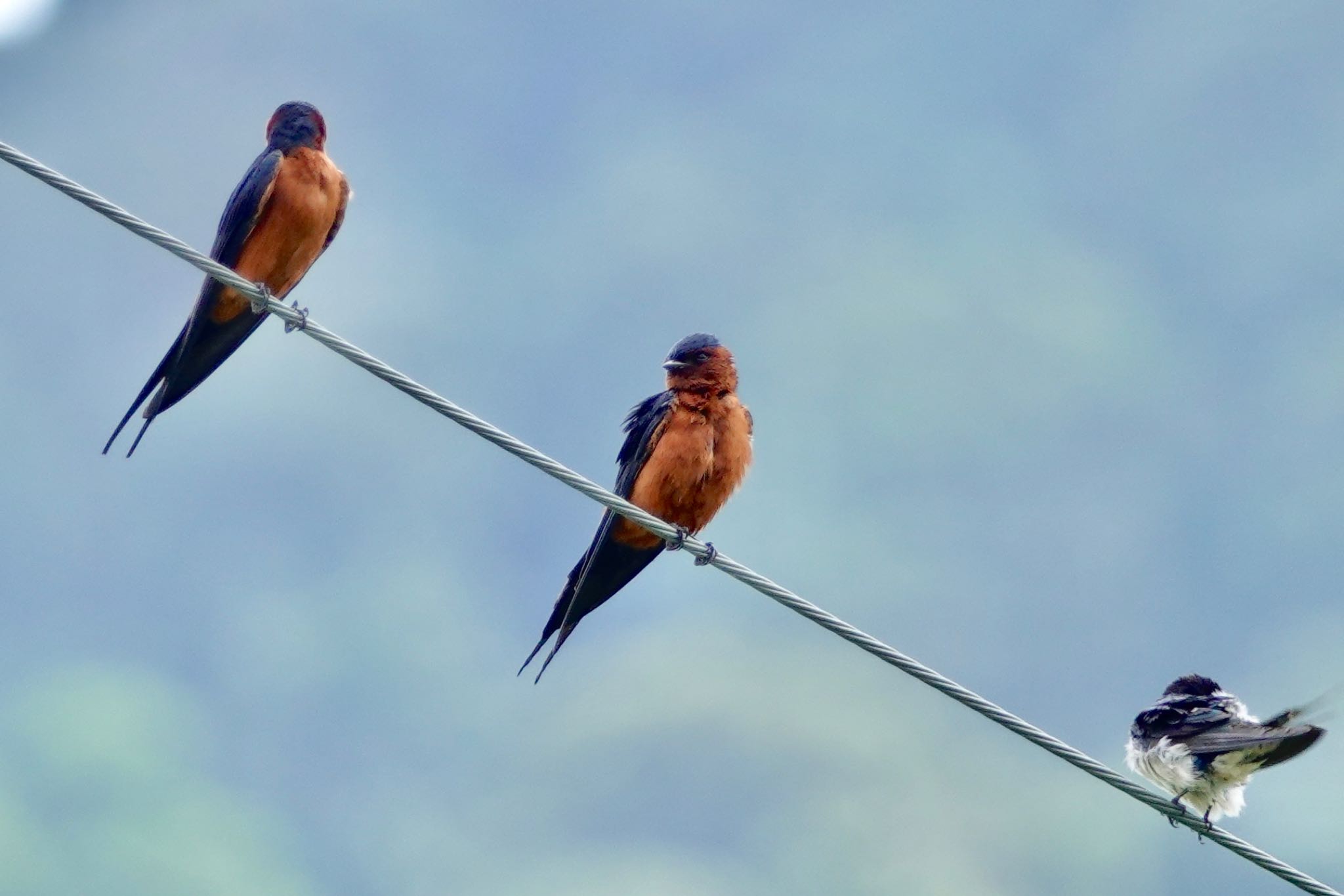 Rufous-bellied Swallow