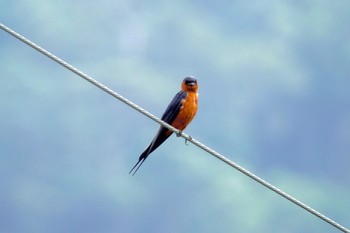 Rufous-bellied Swallow Langkawi Island(General Area) Sun, 11/24/2019