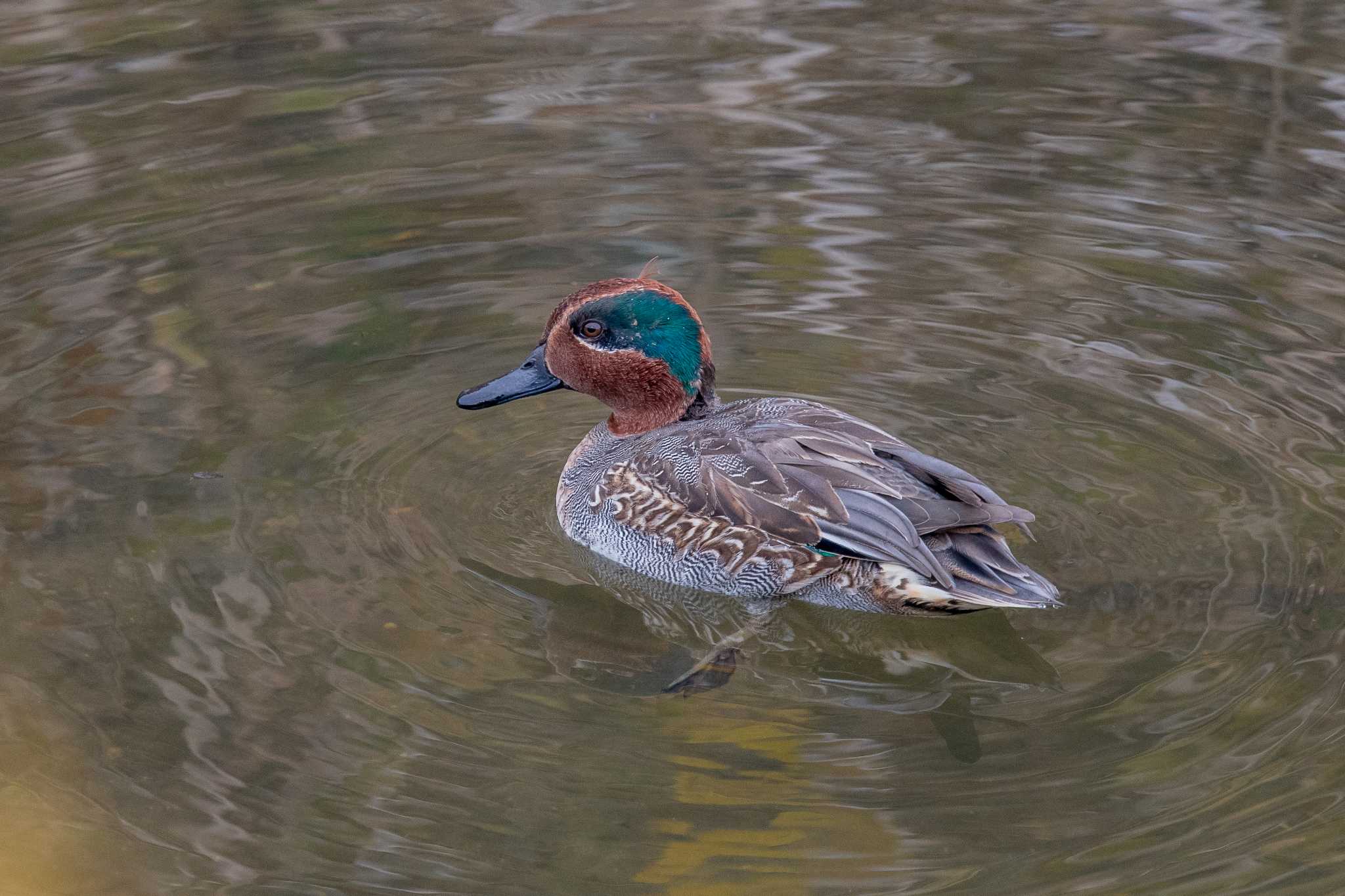 Photo of Eurasian Teal at 明石市大久保町 by ときのたまお