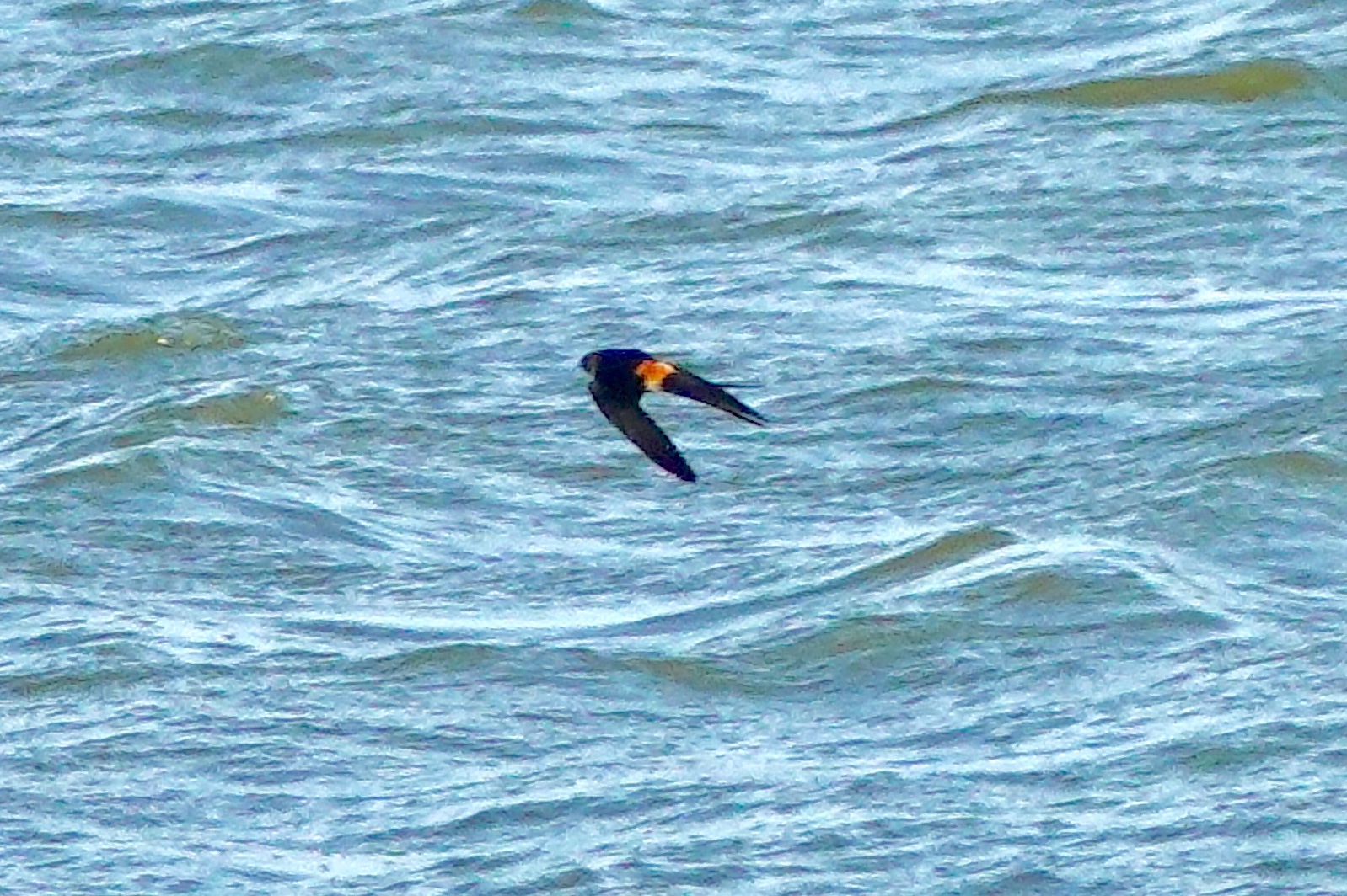 Photo of Red-rumped Swallow at  by のどか