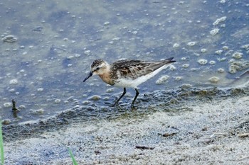 はまなすの丘公園 石狩市 の野鳥情報 バードウォッチングならzoopicker