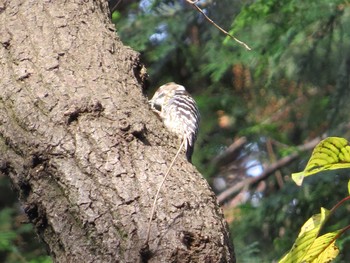 コゲラ 上和田野鳥の森 2019年12月11日(水)