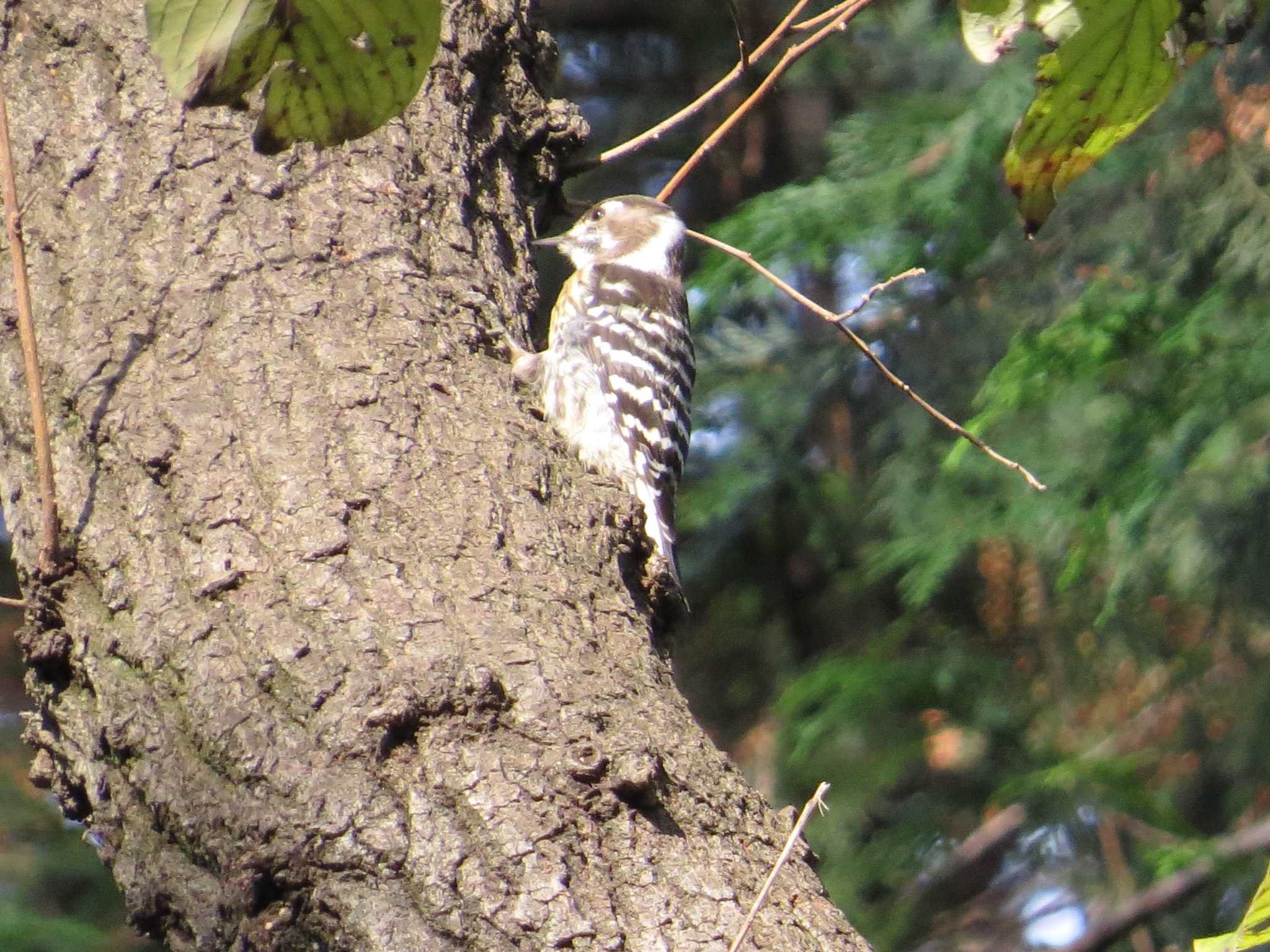 Photo of Japanese Pygmy Woodpecker at 上和田野鳥の森 by Yoshimoto Ishikawa