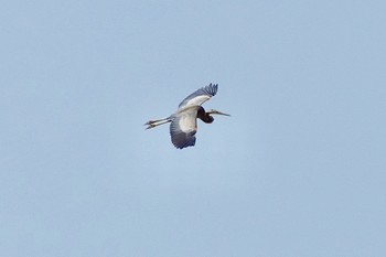 Purple Heron Langkawi Island(General Area) Sun, 11/24/2019