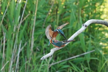 カワセミ 場所が不明 2019年5月23日(木)