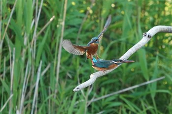 カワセミ 場所が不明 2019年5月23日(木)