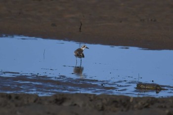 Greater Sand Plover ケアンズ Sat, 10/12/2019