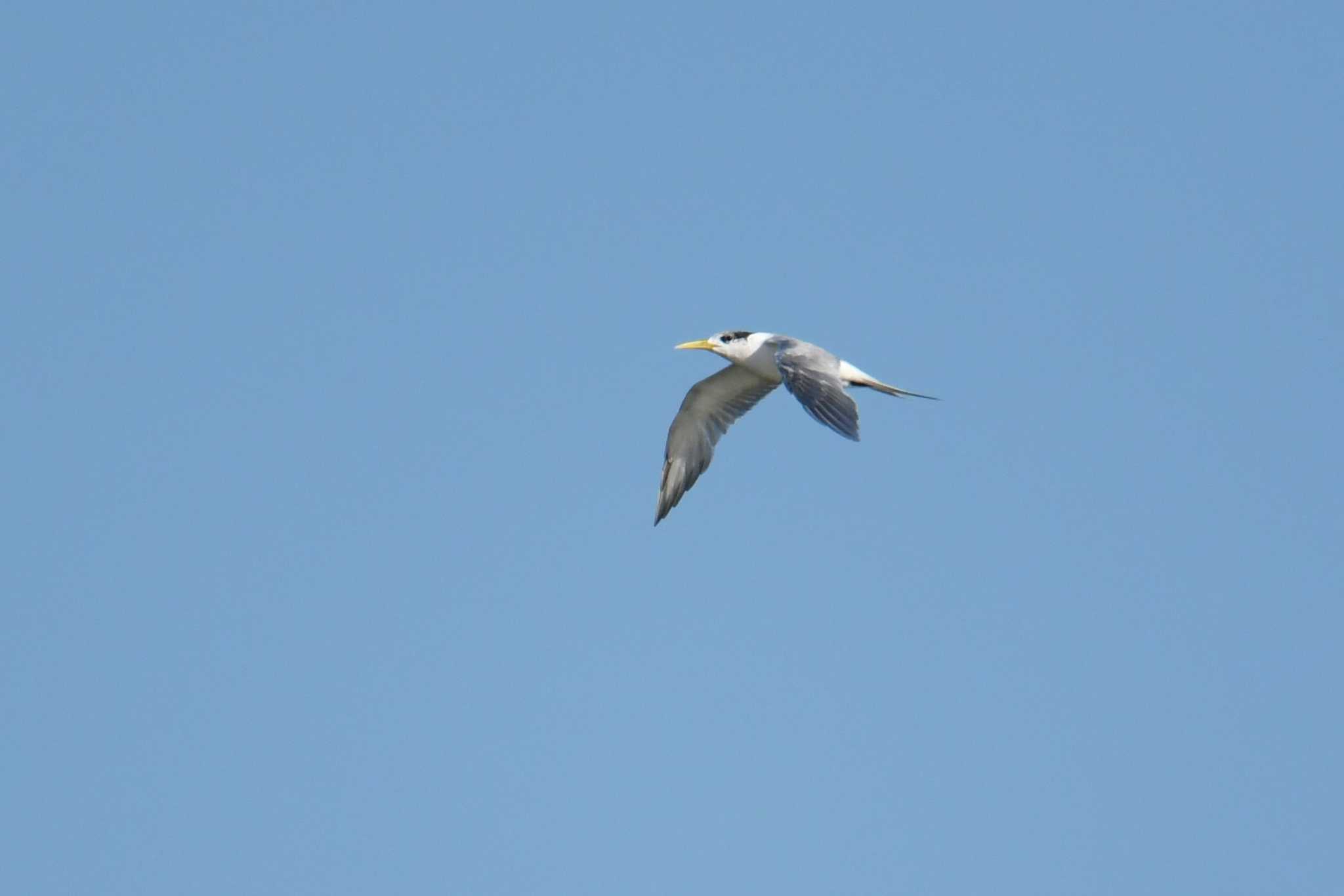 Photo of Greater Crested Tern at ケアンズ by あひる