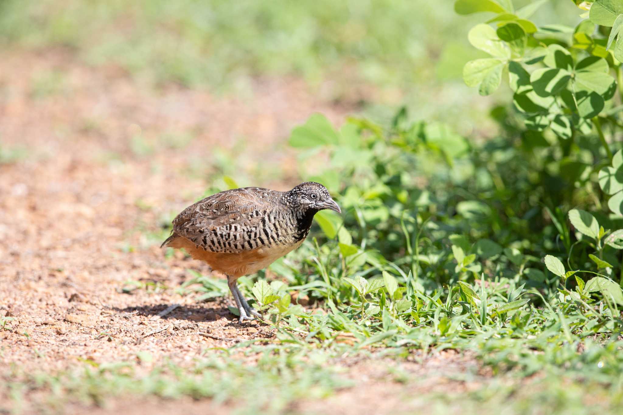 Barred Buttonquail