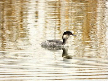 Black-necked Grebe 東浦和 Tue, 12/10/2019