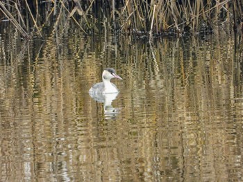 Great Crested Grebe 東浦和 Tue, 12/10/2019