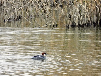 Smew 東浦和 Tue, 12/10/2019