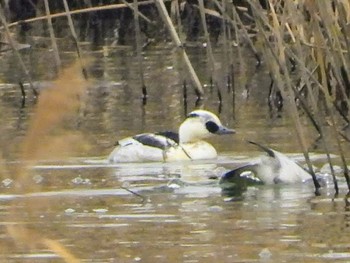 Smew 東浦和 Tue, 12/10/2019