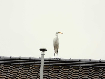 Great Egret 東浦和 Tue, 12/10/2019