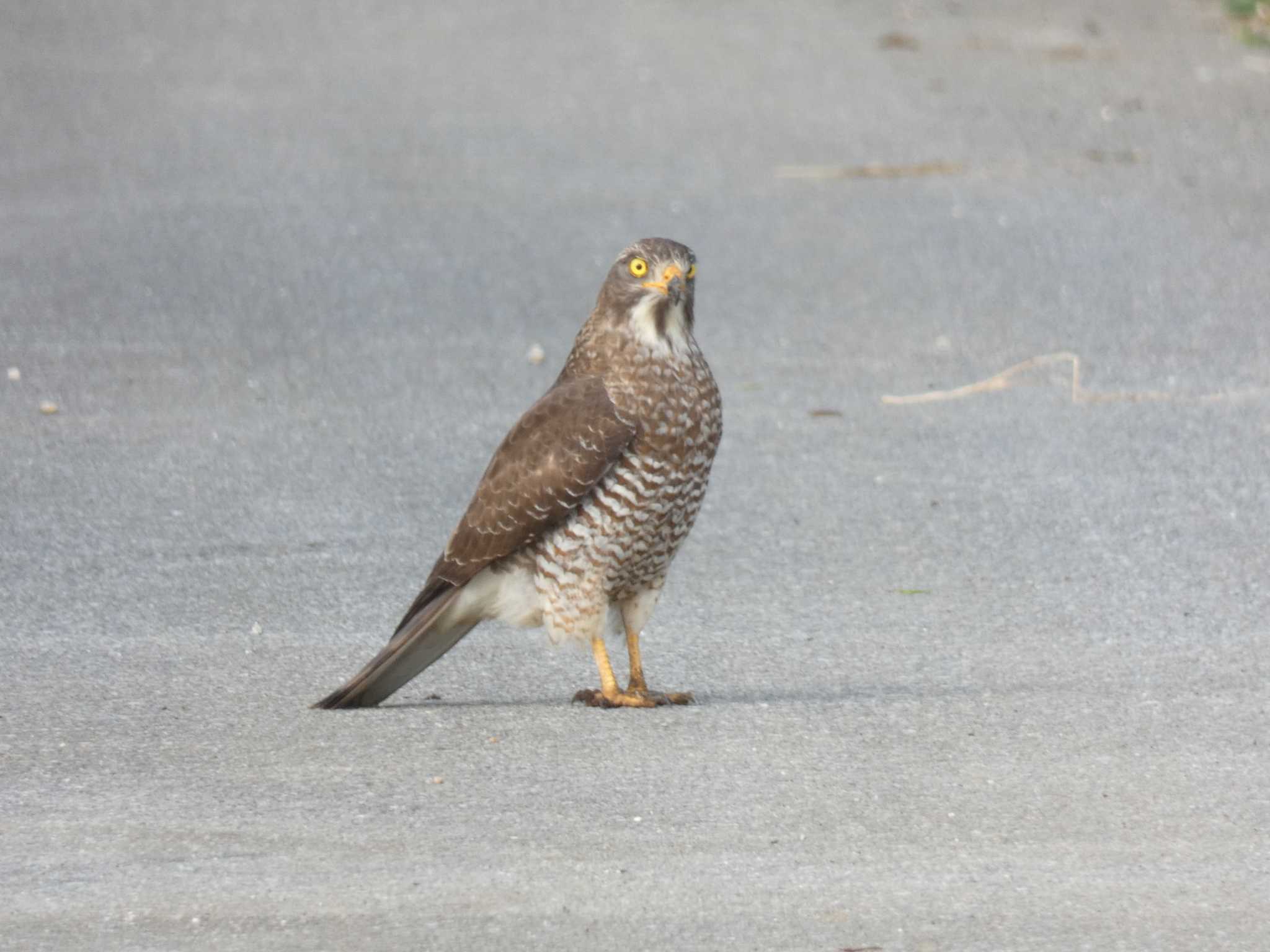 道路で通せんぼ　サシバ