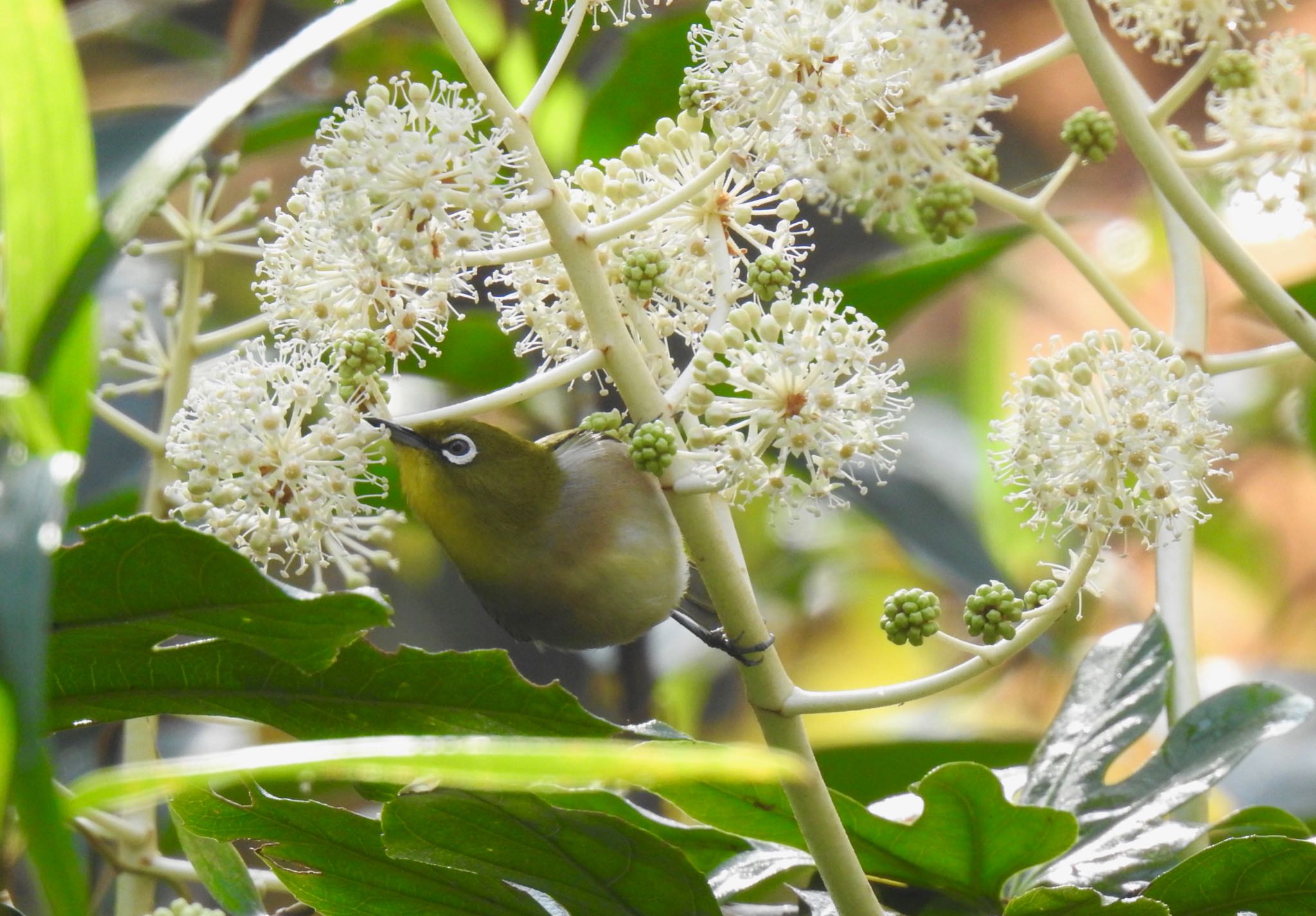 Photo of Warbling White-eye at 横浜自然観察の森 by AMEMIYASATO