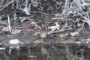 アオジ 青葉山公園 2019年12月10日(火)