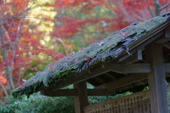 未同定 薬師池公園 2019年11月30日(土)